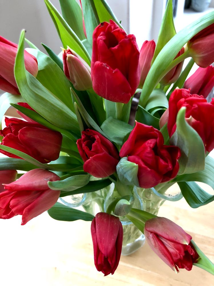 Explosion of California grown red tulips
