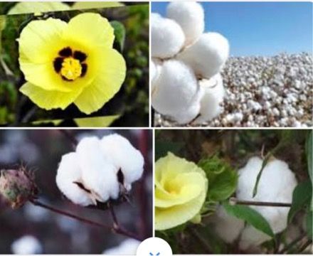 Planta del algodón