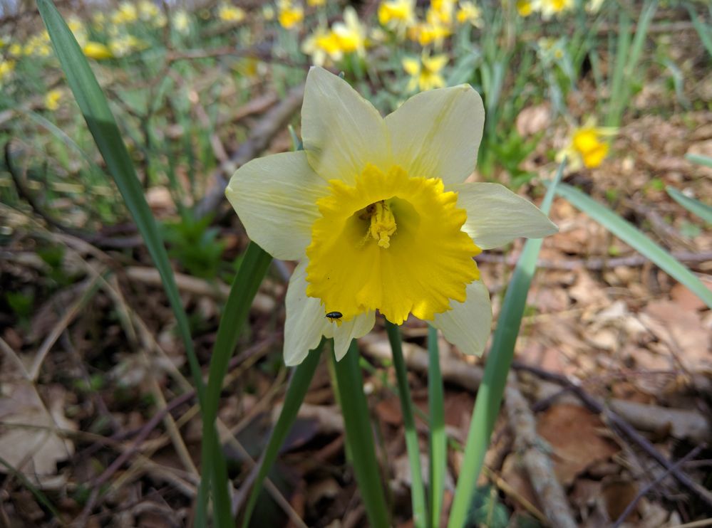 Narcissus pseudonarcissus : jonquille