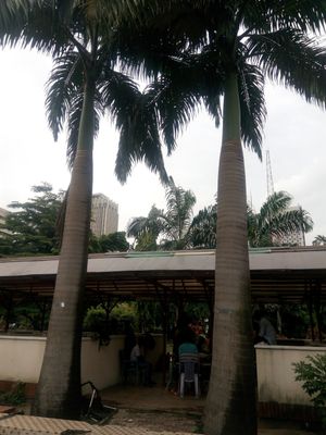 Royal Palm