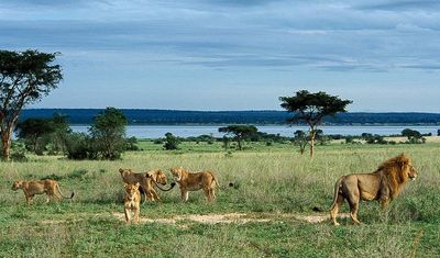 Lions at R.Nile