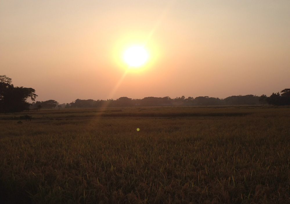 Sunset at the end of the paddy field near my village, Mymensingh