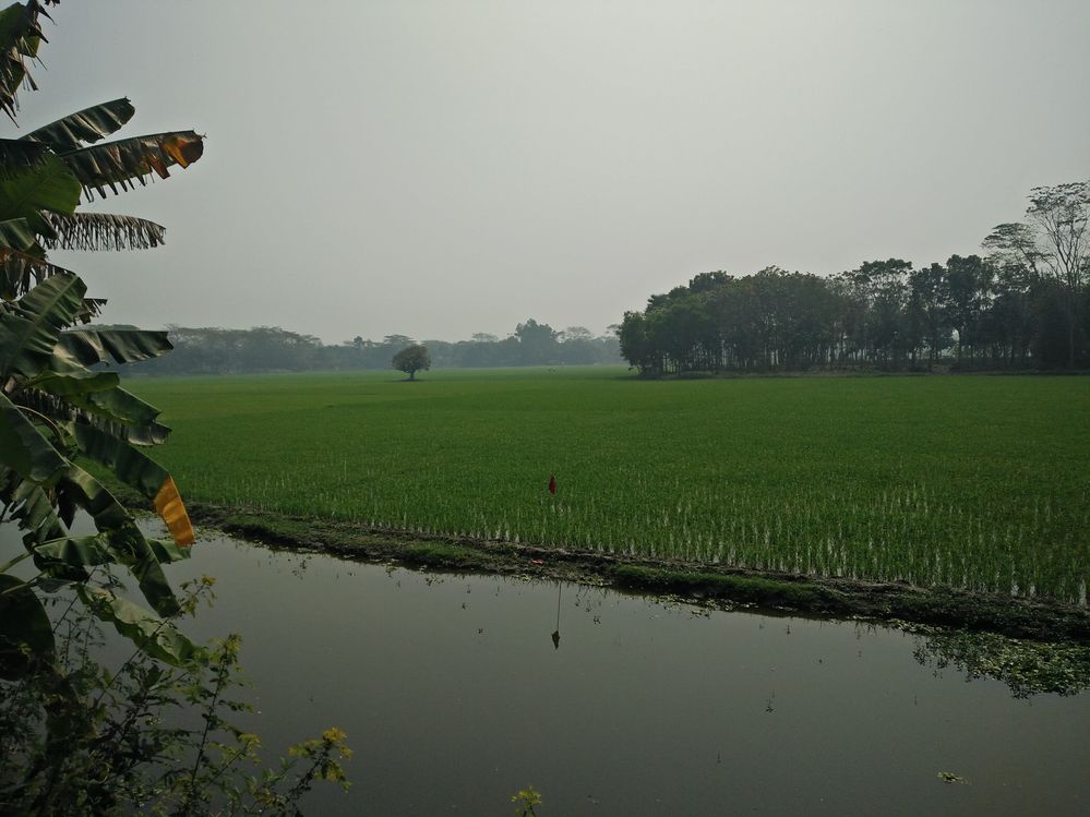 Paddy field, Gopalgonj