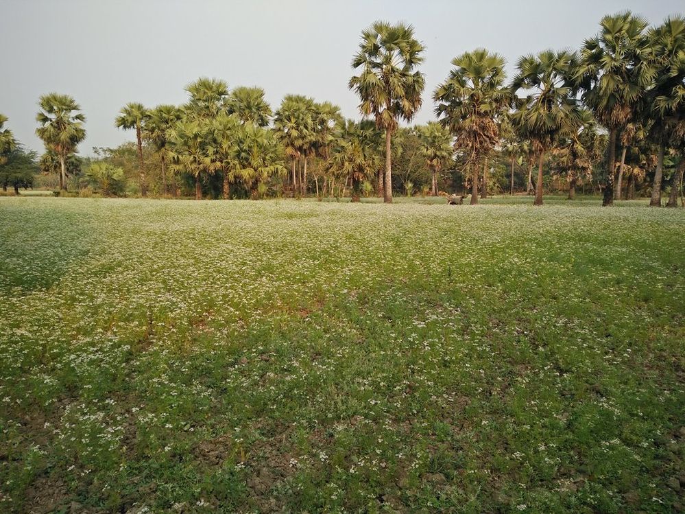 Mastard field, Gopalgonj