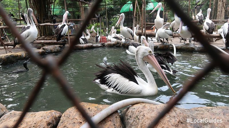There are many kinds of birds in Surabaya Zoo
