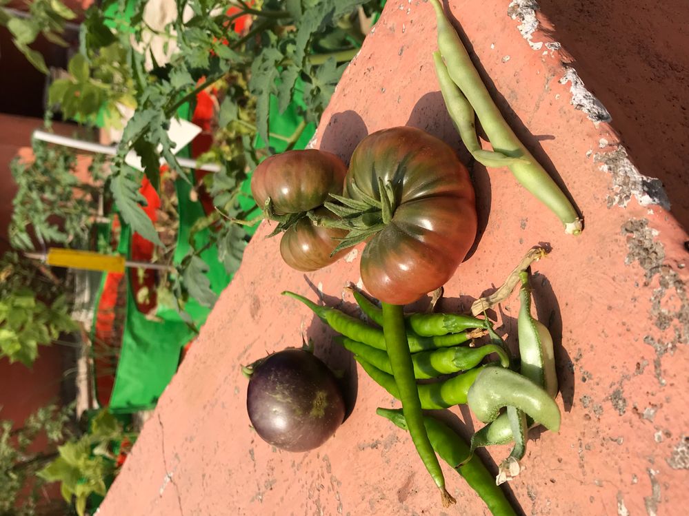 Harvest of my brinjal, flat beans ,chillies,kasi tomato