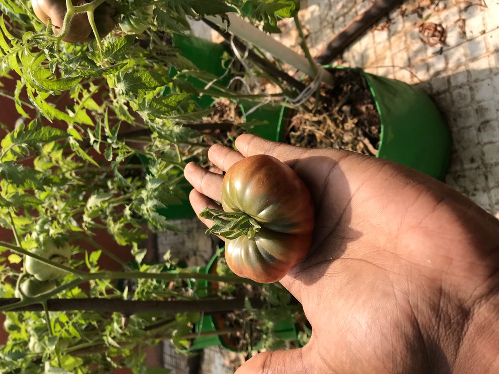 Kasi tomato