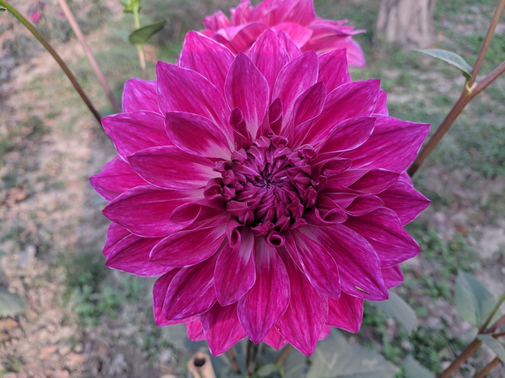 Dahlia flower