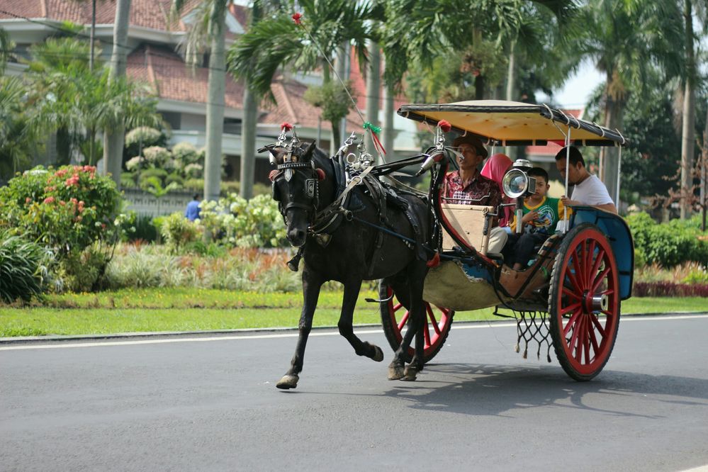 A family spend their time riding 'Delman' through Ijen Boulevard  Malang