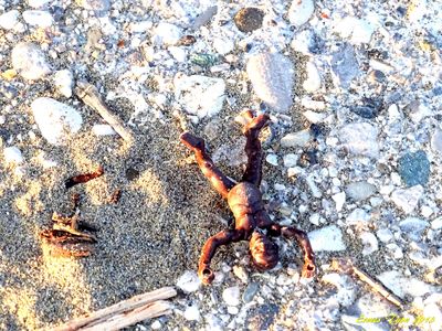 Caption: a plastic toy "dead" on the beach - Local Guide @ermest