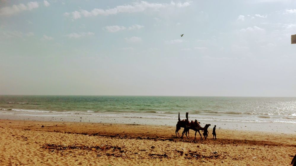 Camel at Hawke's Bay Beach