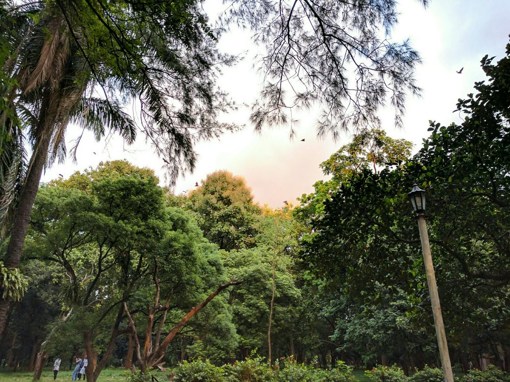when sun set in botanical garden