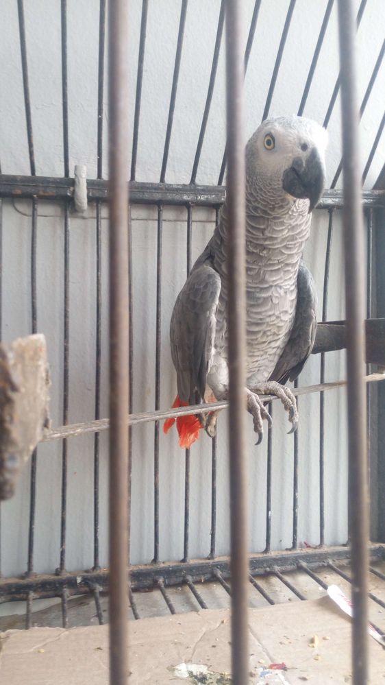 This is the Ayekoto Parrot