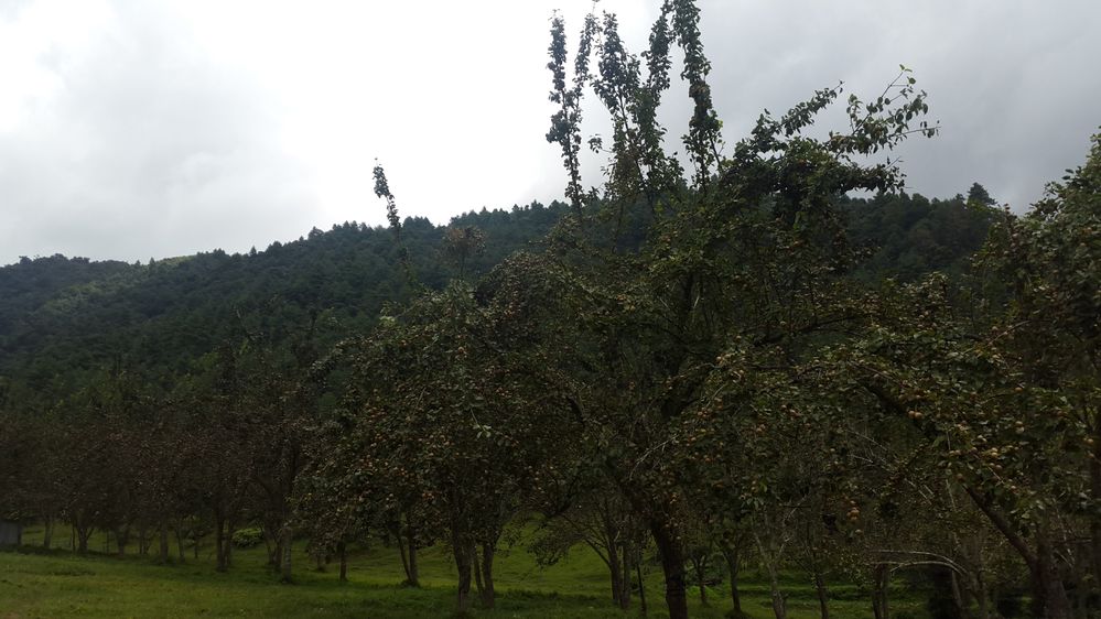 Pear Garden at Chitlang Organic Resort