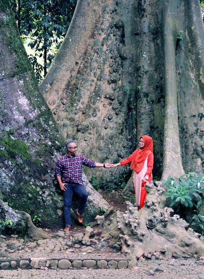 Two giant trees at Bogor Botanical Garden