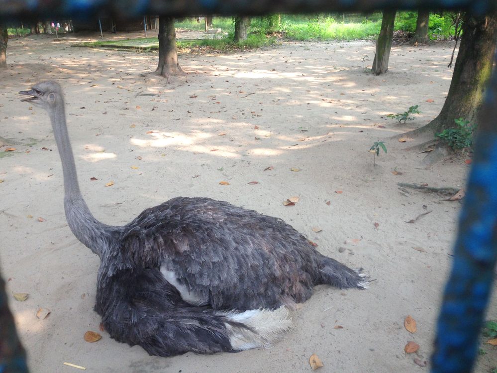 Emu in Dhaka Zoo