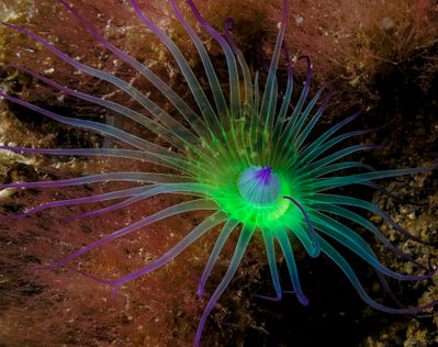 Iridescent tube anemone that comes out only at night