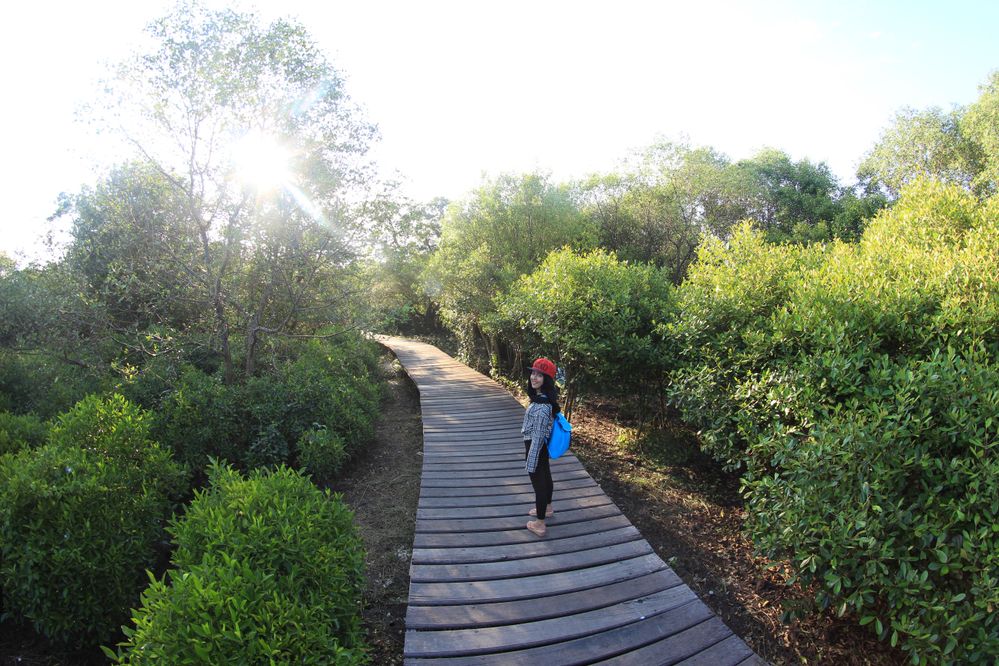 Mangrove Track