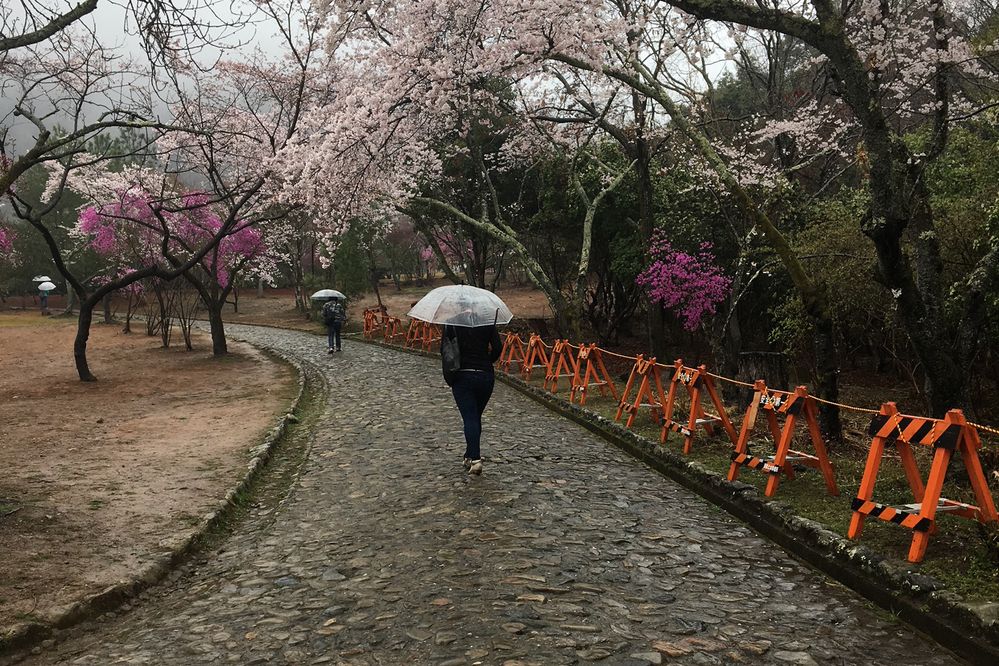 People with umbrellas walking on a path lined with cherry blossom trees in Tokyo.  (Anna Dickson)