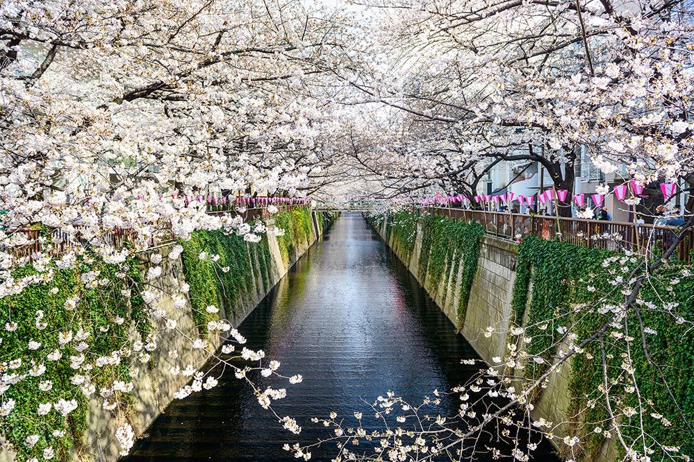 The Meguro canal, framed by cherry blossoms. (Getty Images)