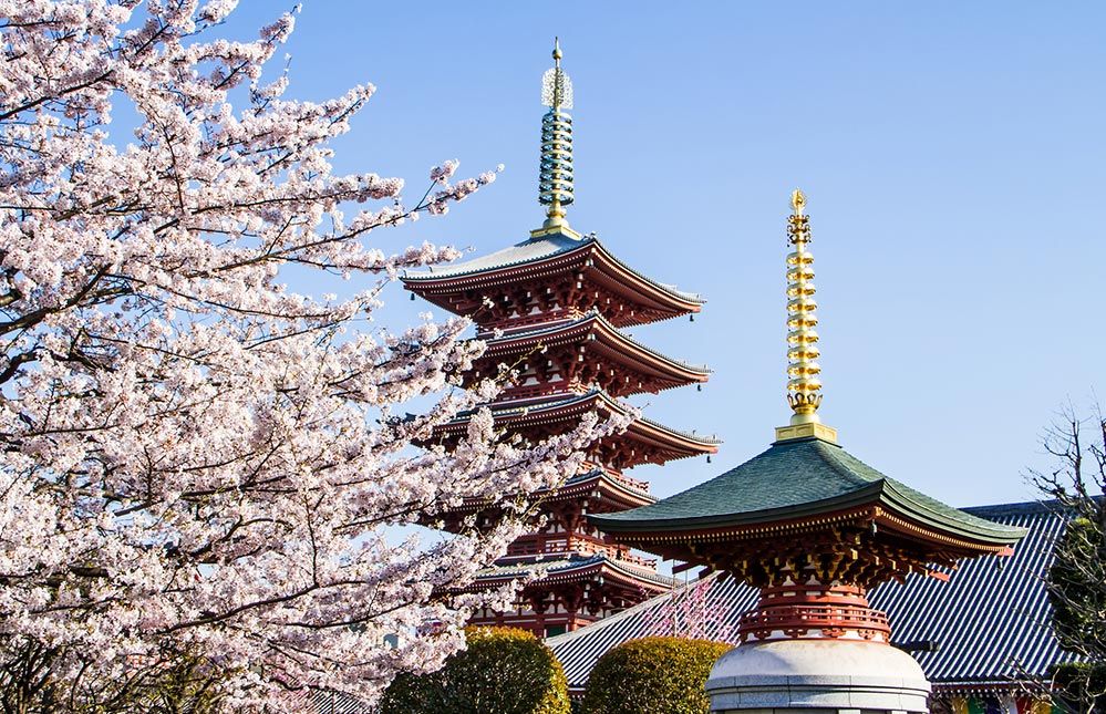 A Japanese pagoda with cherry blossoms in the forefront. (Getty Images)