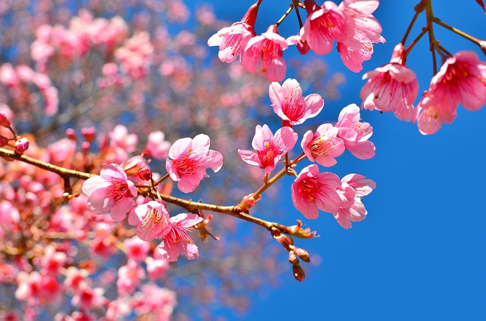 A close-up of pink cherry blossoms. (Getty Images)