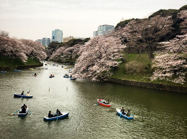People in rowboats during sakura season. (Anna Dickson)