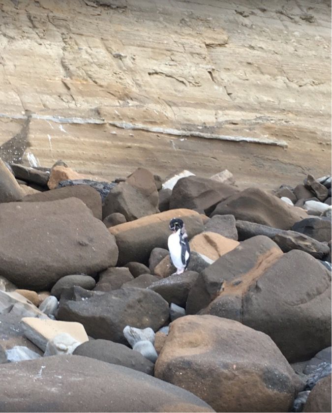 Pingüino cambiando plumaje en migración en Río Grande