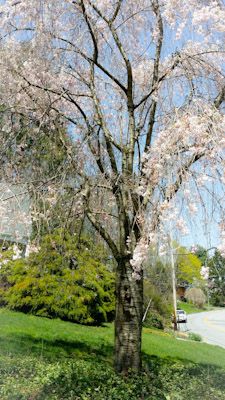 Cherry Blossoms 2016