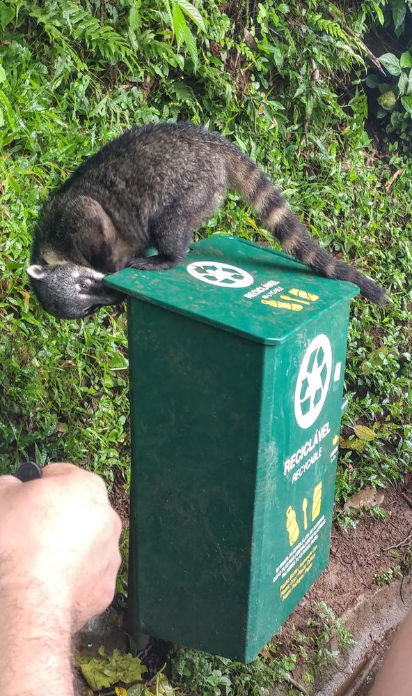 A coati looking for food in a trash can