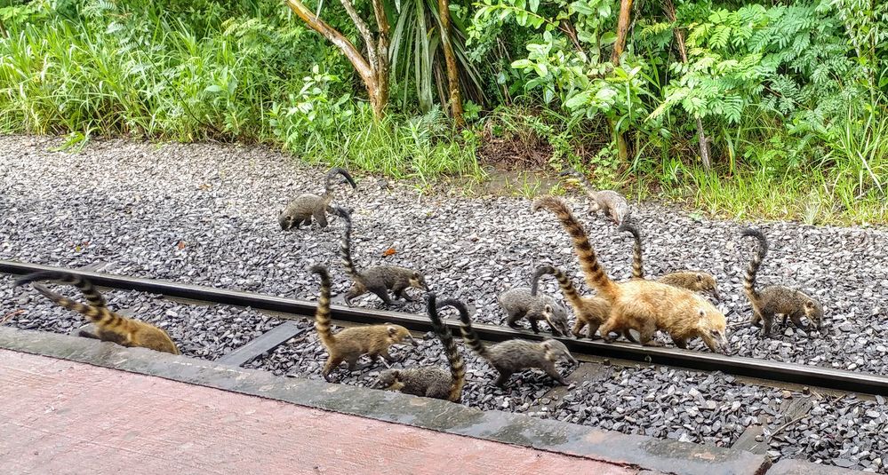 A group of coatis in the railway of the argentinian jungle train