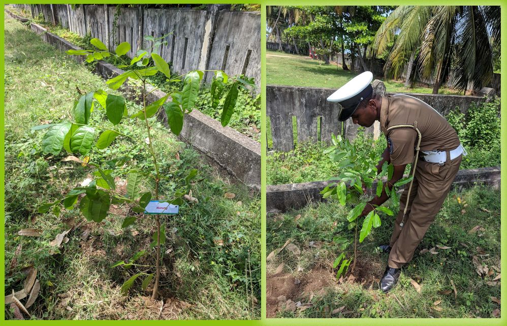 Tree planting with policeman