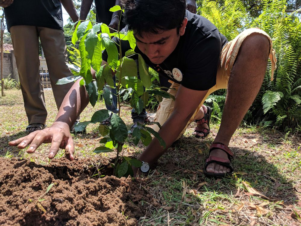 Kajan Planting a tree