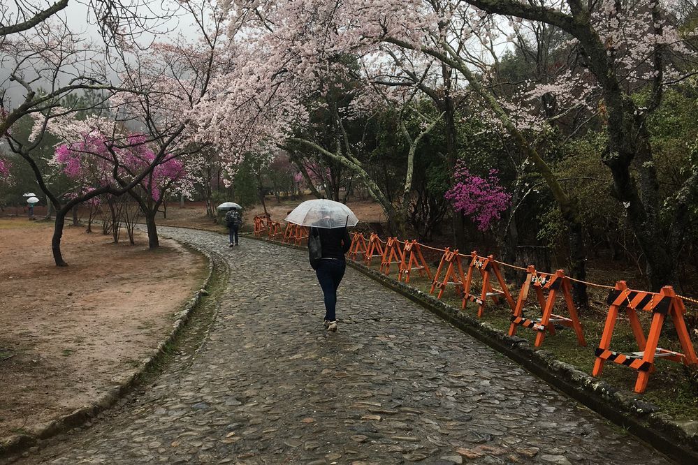 傘をさして桜の木々の下を歩く人々 −東京にて (Anna Dickson)