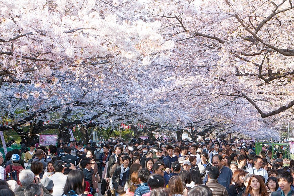 東京の上野公園で桜を楽しむ人々 (Getty Images)
