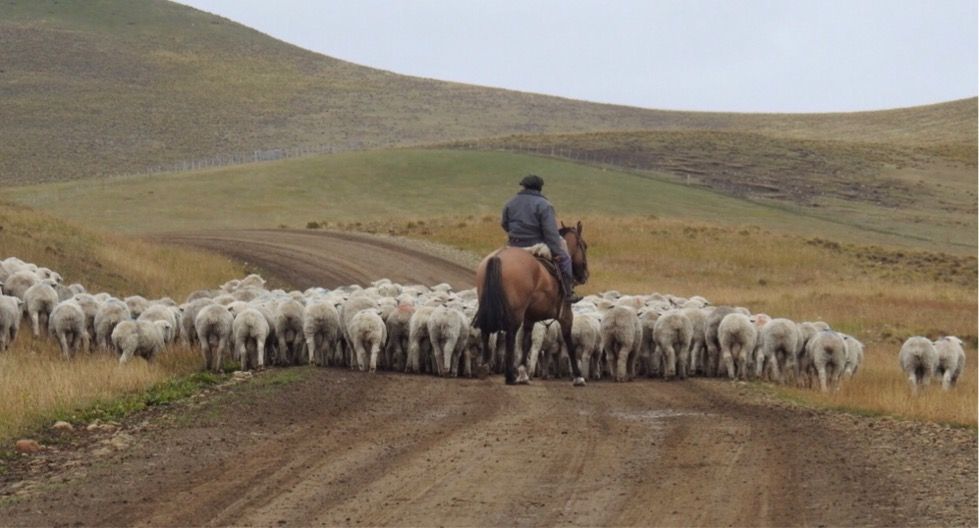 Gaucho arreando ovejas en Tierra del Fuego