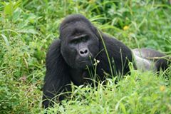 You can do Gorilla tracking even you are a budget tourist
