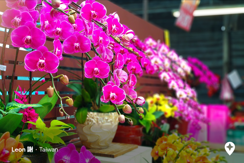 Caption: A photo of beautiful fuschia orchids in a ceramic pot on a shelf with other orchids and colorful plants at a flower market in Taipei City (Local Guide Leon 謝)