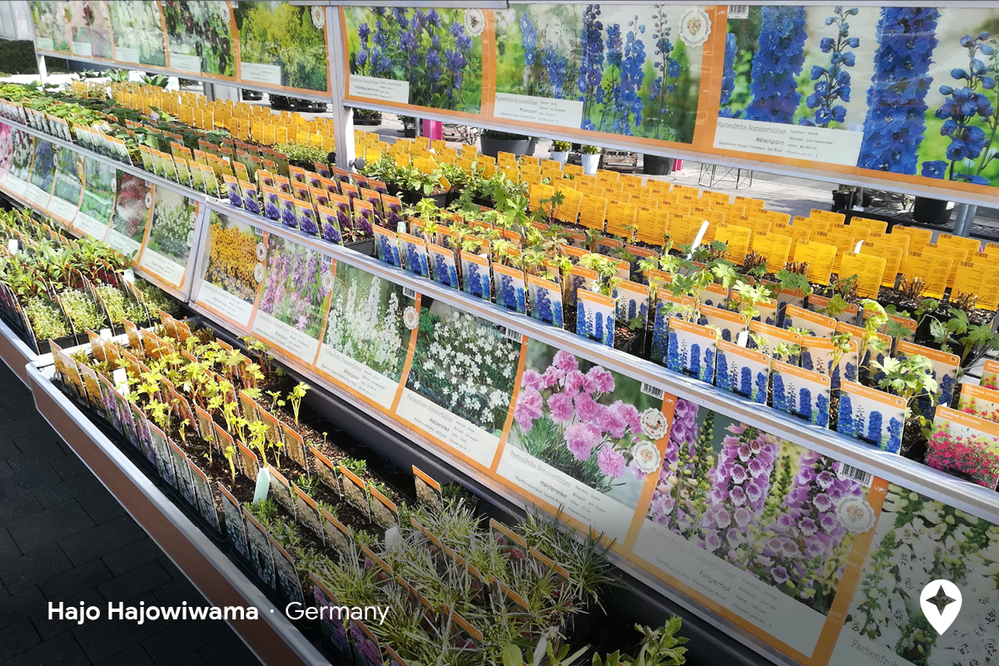 Caption: A photo from Gartencenter Pötschke in Willich, Germany that shows seedlings for colorful flowers and plants (Local Guide Hajo hajowiwama)