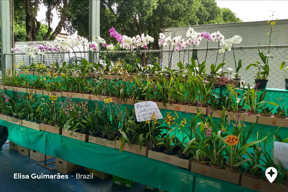 Caption: A photo of orchids and other potted flowers and greenery for sale at an outdoor flower market at Praça de Esportes in Centro, Brazil (Local Guide Elisa Guimarães)