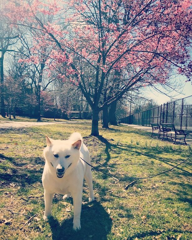 My Shiba Inu, Ryu posing with the cherry blossoms along the tennis courts in Branch Brook Park.