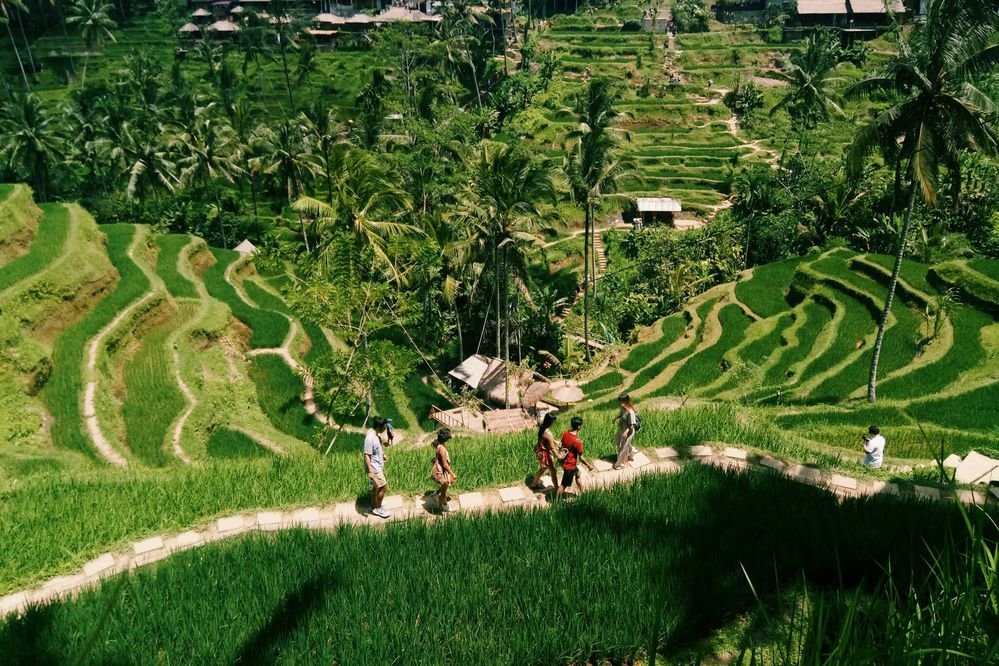 Very beautiful terrace rice field!