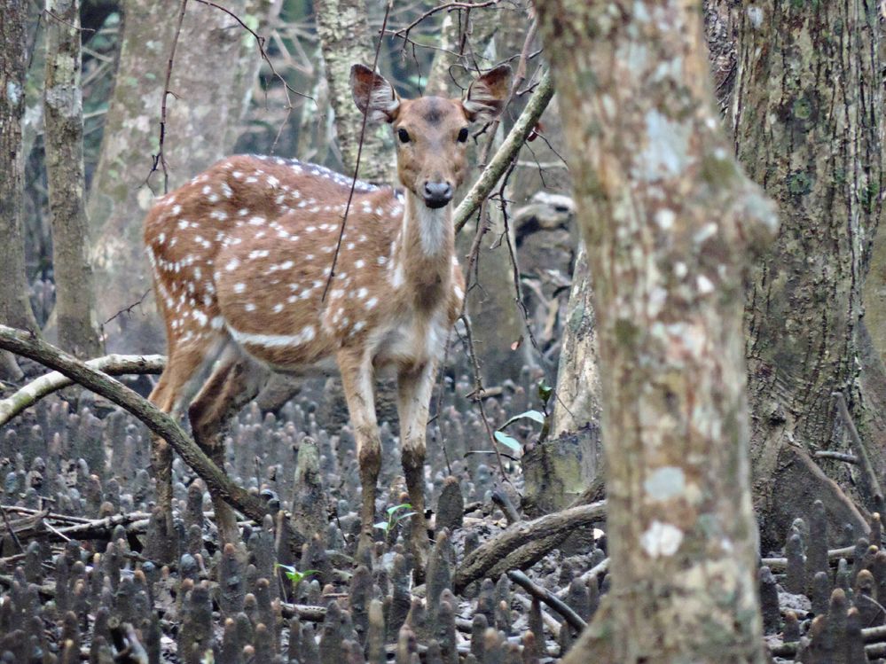 Spotted_Deer_(BNP).jpg