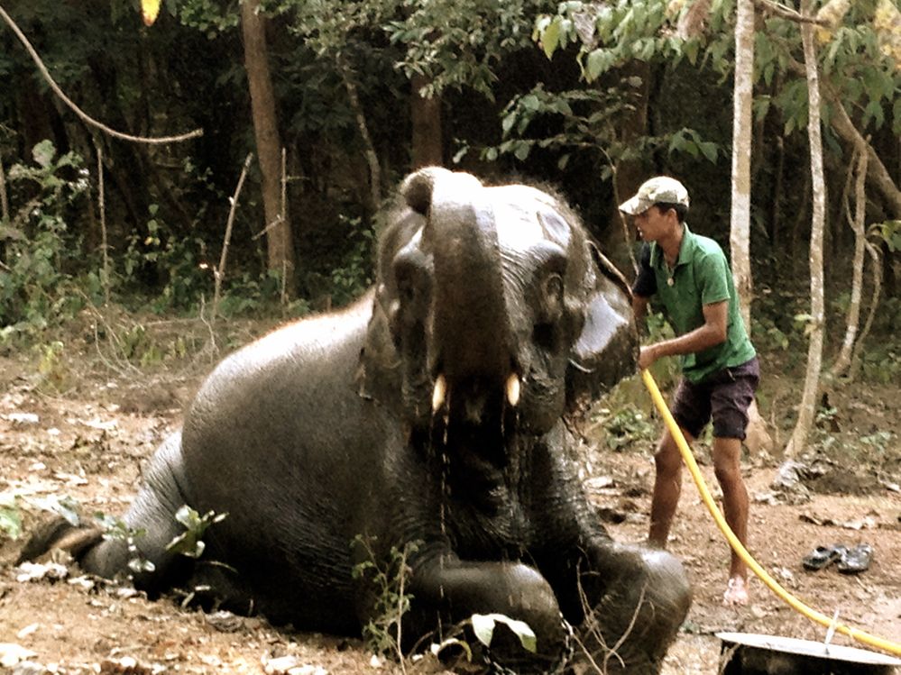 Chandaka_Forest_and_Elephant_Reserve_04.JPG