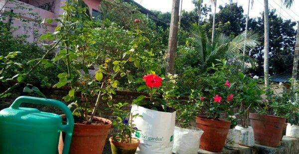 Caption:A photo of beautiful hibiscus, jasmine potted flowers green garden in Kolkata,India