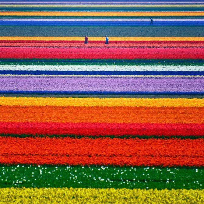 Keukenhof  tulips fields, Holland