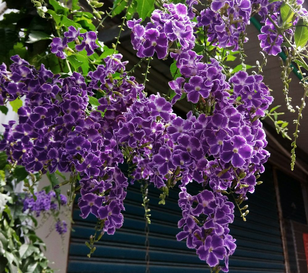 Purple Skyflower