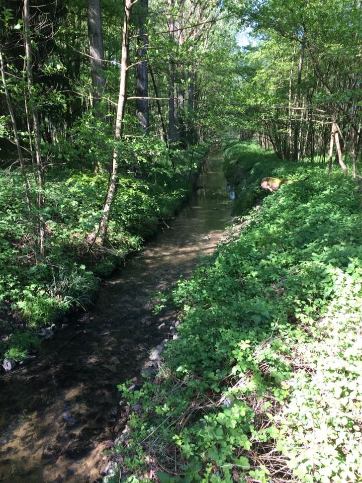 Nice clean stream running through the woods.