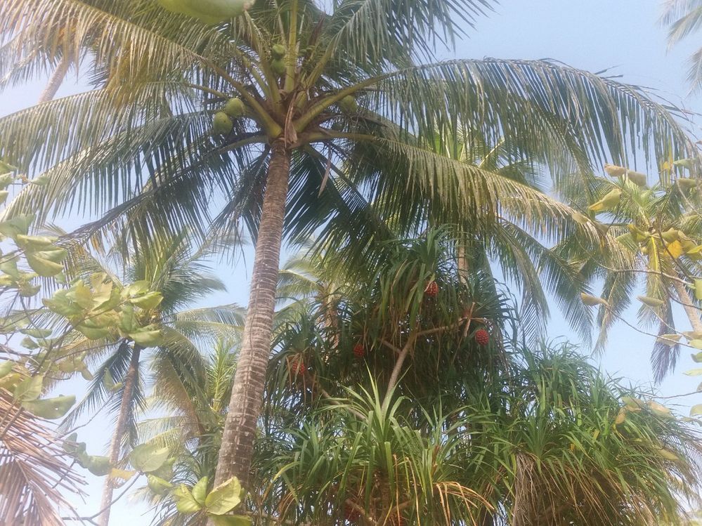 Coconut palms on Wai Check beach
