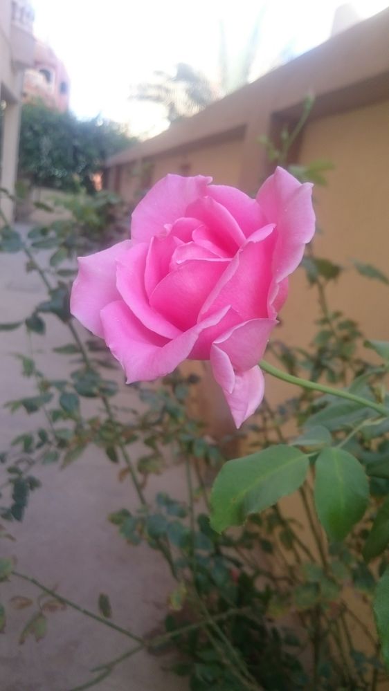 This flower from my House Gift for all Local Guides around the world ( Good Luck )